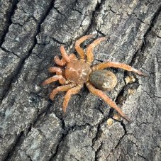 Luthela sp.