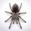 Grammostola porteri