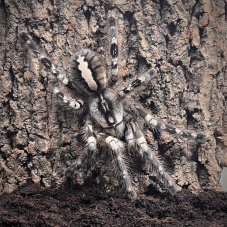 Poecilotheria regalis