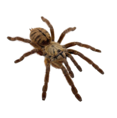 Phormingochilus sp. Rufus