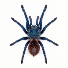 Lasiocyano sazimai