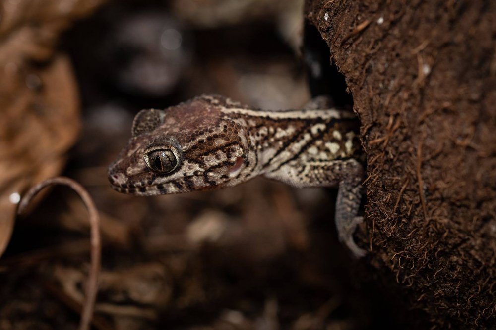 Paroedura picta Geckonia