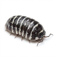 Armadillidium maculatum