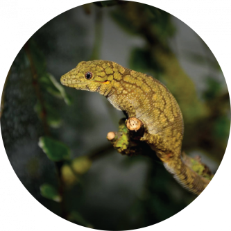 Eurydactylodes agricolae 3.4