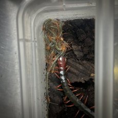 Cormocephalus nitidus