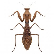 Tamolanica tamolana