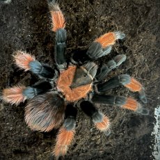 Brachypelma emilia