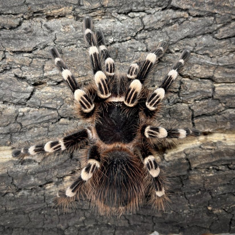 Acanthoscurria geniculata