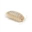 Porcellio laevis - White