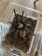 Brachypelma albiceps