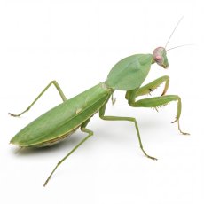 Rhombodera stalii