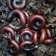 Pelmatojulus exscisus