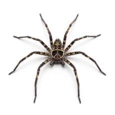Heteropoda tetrica