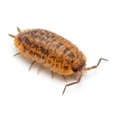 Porcellio scaber calico