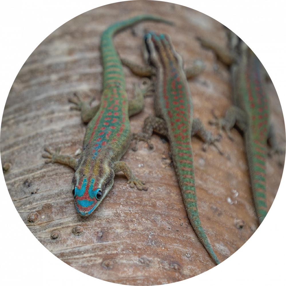 Phelsuma
