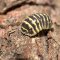 Armadillidium maculatum - Yellow zebra