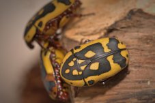 Pachnoda aemula