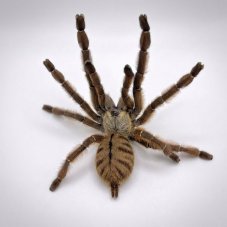 Phormingochilus sp. Rufus