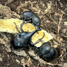 Xylotrupes gideon Sumatrensis
