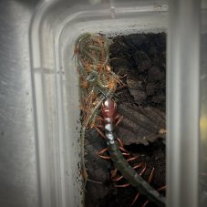 Cormocephalus nitidus