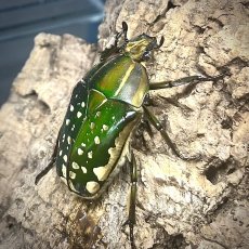 Chelorrhina polyphemus confluens