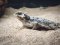 Nově v chovu Phrynosoma platyrhinos - Ropušník