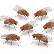 Octomilka malá - Drosophila melanogaster