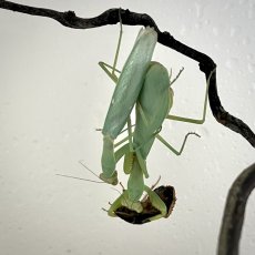 Hierodula transcaucasica