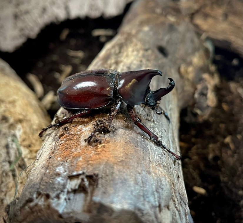 Xylotrupes gideon Sumatrensis