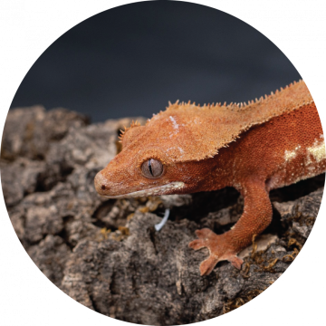 Correlophus ciliatus