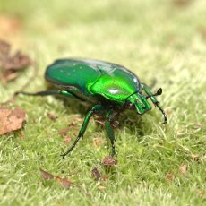 Chlorocala africana africana