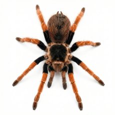 Megaphobema robustum