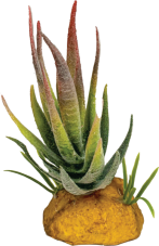 Repto Plant Aloe Red
