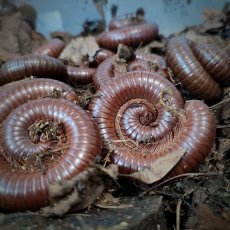 Ophistreptus guineensis