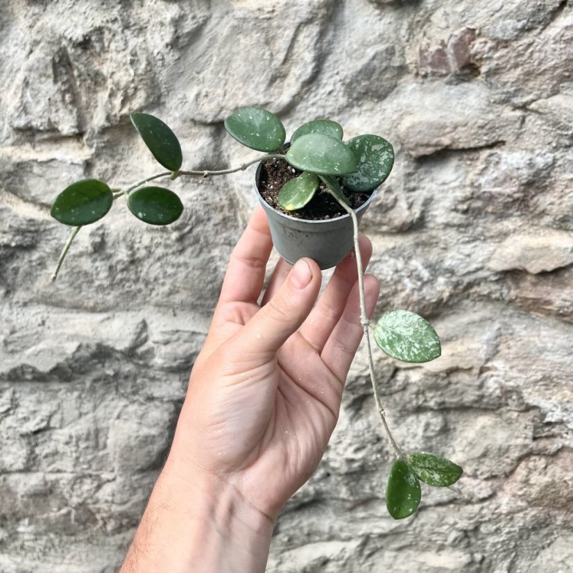 Hoya mathilde