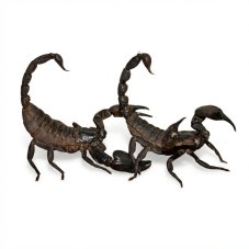 Heterometrus silenus (ex. H. petersii)