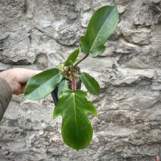 Philodendron squamiferum