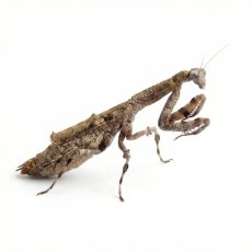 Popa spurca crassa