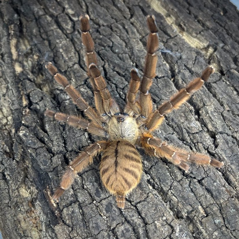 Phormingochilus sp. Rufus