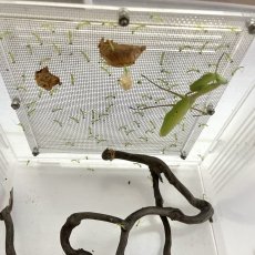Alalomantis muta