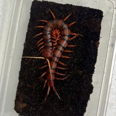 Scolopendra sp. White beard