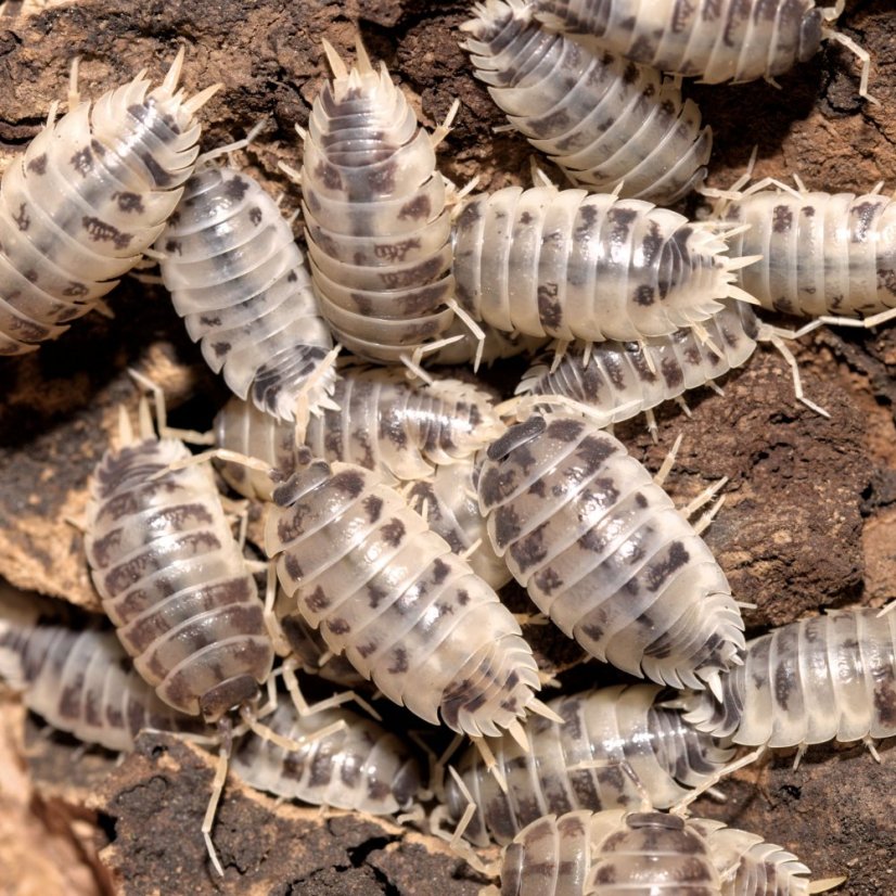 Porcellio laevis - Dairy cow