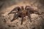 Phormictopus auratus