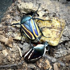 Dicronorhina derbyana conradsi