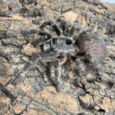 Ceratogyrus darlingi