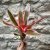 Neoregelia - Iphigenie