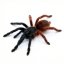 Psalmopoeus victori