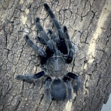 Chilobrachys sp. Kaeng Krachan