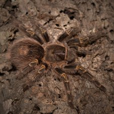 Grammostola pulchripes