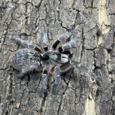 Ceratogyrus darlingi
